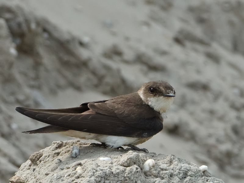 Riparia riparia Oeverzwaluw Sand Martin